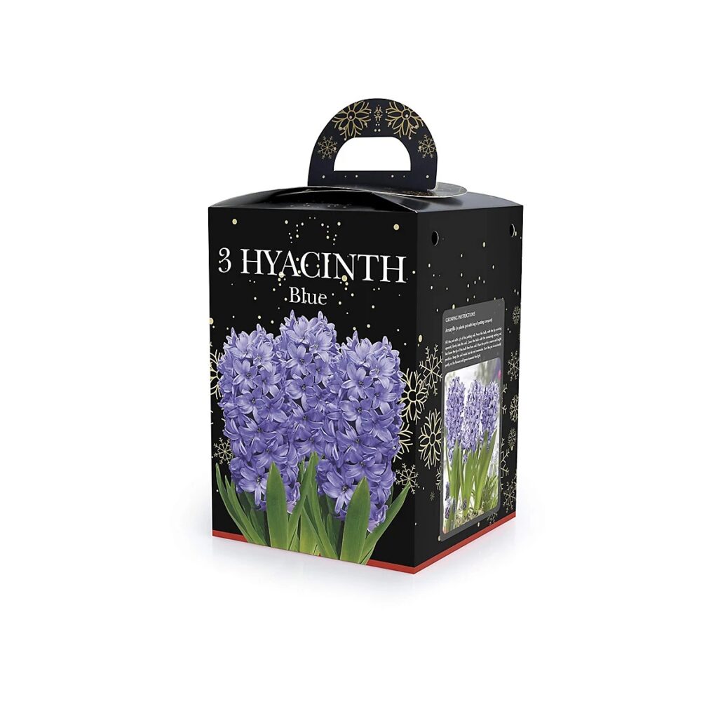 Hyacinth Blue Bulb Gift Box 8711148243342